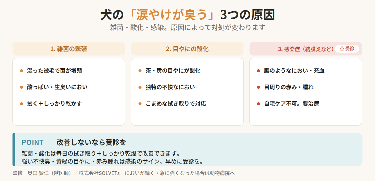 【獣医師監修】犬の涙やけが臭うのはなぜ？原因別の正しいケア方法と再発予防のコツ