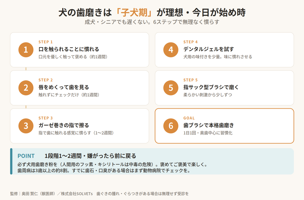 【獣医師監修】犬の歯磨きはいつから始める？子犬期からの慣らし方を徹底解説